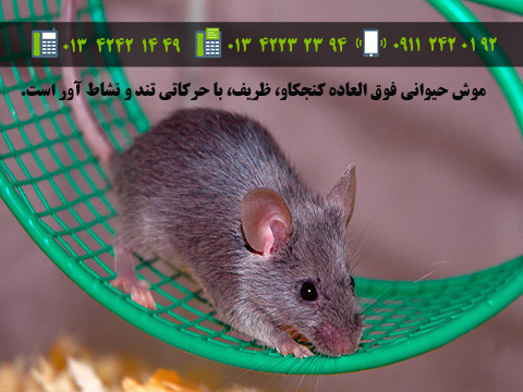 موش