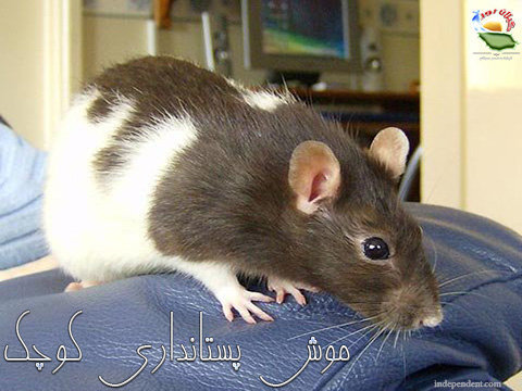 موش