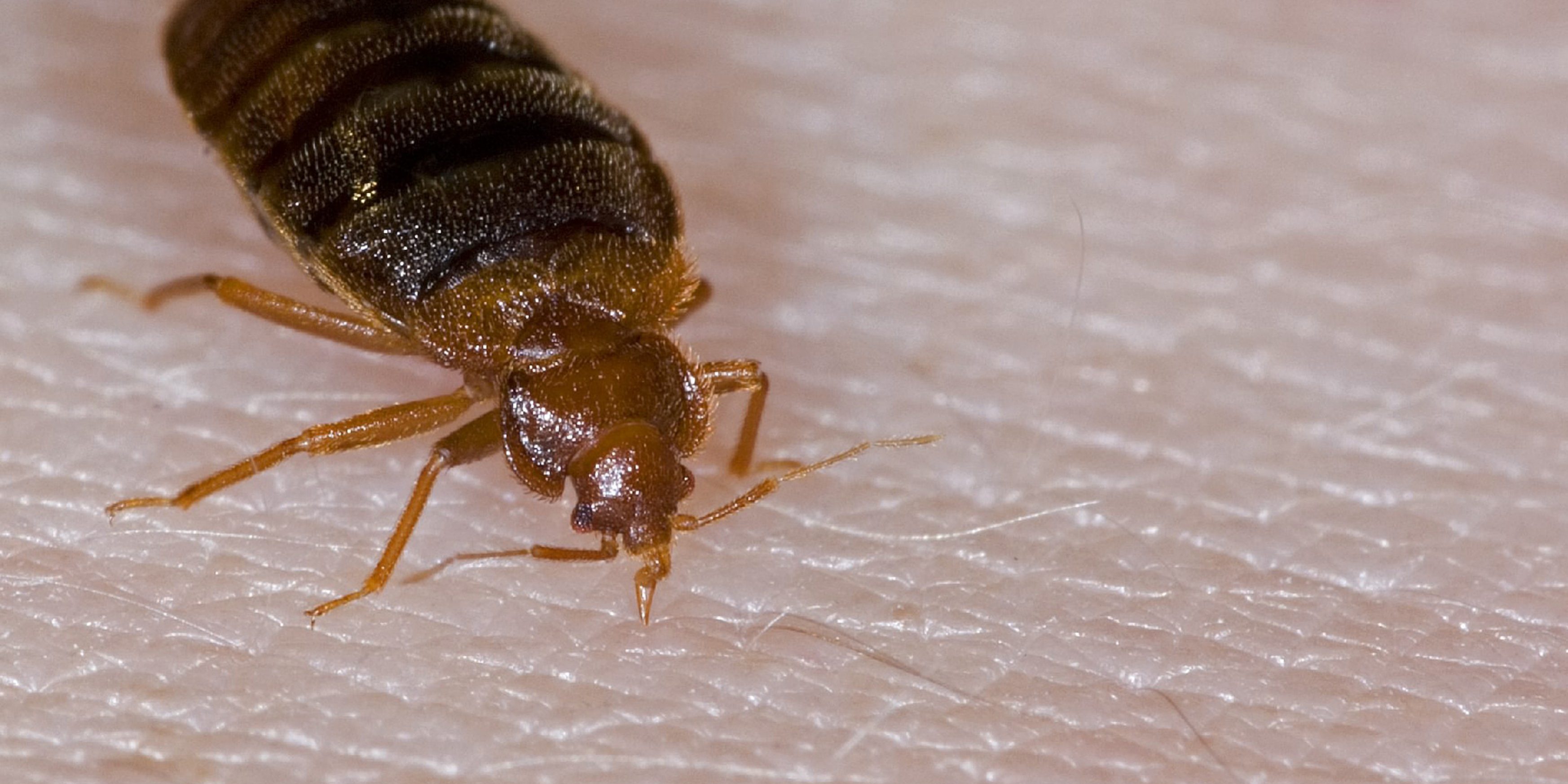 ساس,ساس تختخوابی,