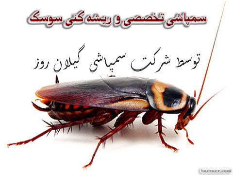 سمپاشی سوسک