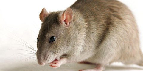 موش ها آکروبات باز ماهری هستند