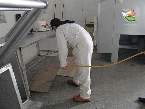 سمپاشی سوسری یا سوسک