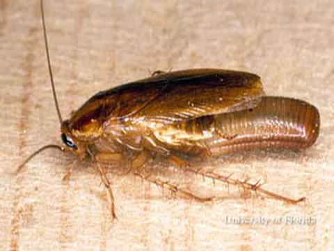 سوسری 
