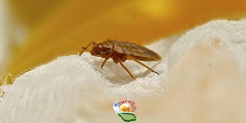 سمپاشی تخصصی و تضمینی ساس تختخواب