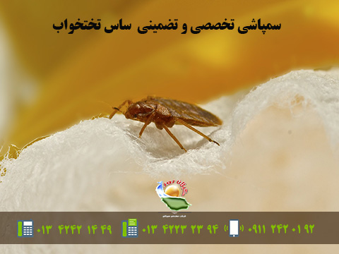 ساس تختخوابی