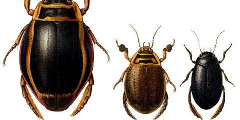 سوسک شکارگر غواص