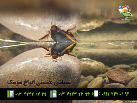 سوسک شکارگر غواص