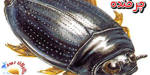 سوسک چرخنده