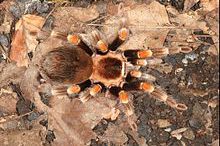 رتیل مکزیکی زانوسرخ