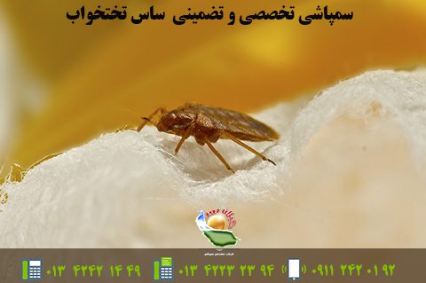 سمپاشی تخصصی و تضمینی ساس تختخواب