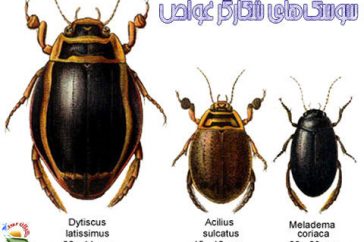 سوسک شکارگر غواص