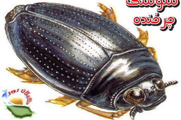 سوسک چرخنده